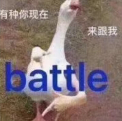 鹅鹅表情包，侵删