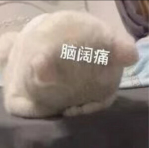 猫猫表情包，侵删