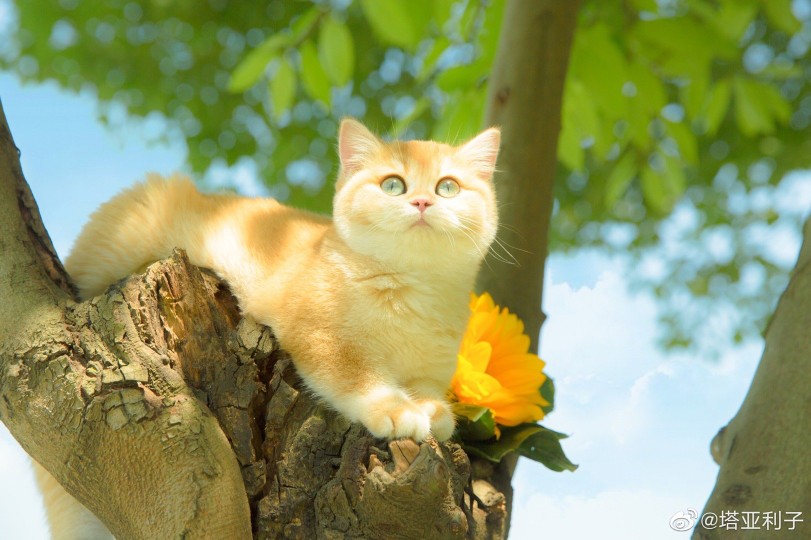 《迪士尼在逃公主猫》
摄影：@塔亚利子 ​​​
#猫# ​​​