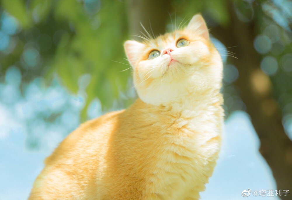 《迪士尼在逃公主猫》
摄影：@塔亚利子 ​​​
#猫# ​​​