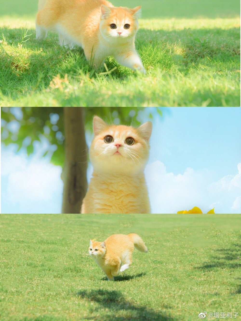 《迪士尼在逃公主猫》
摄影：@塔亚利子 ​​​
#猫# ​​​