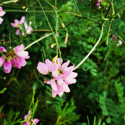 夏天和花