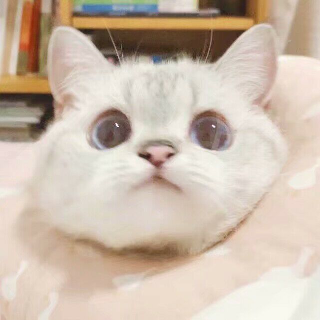 头像 猫 可爱