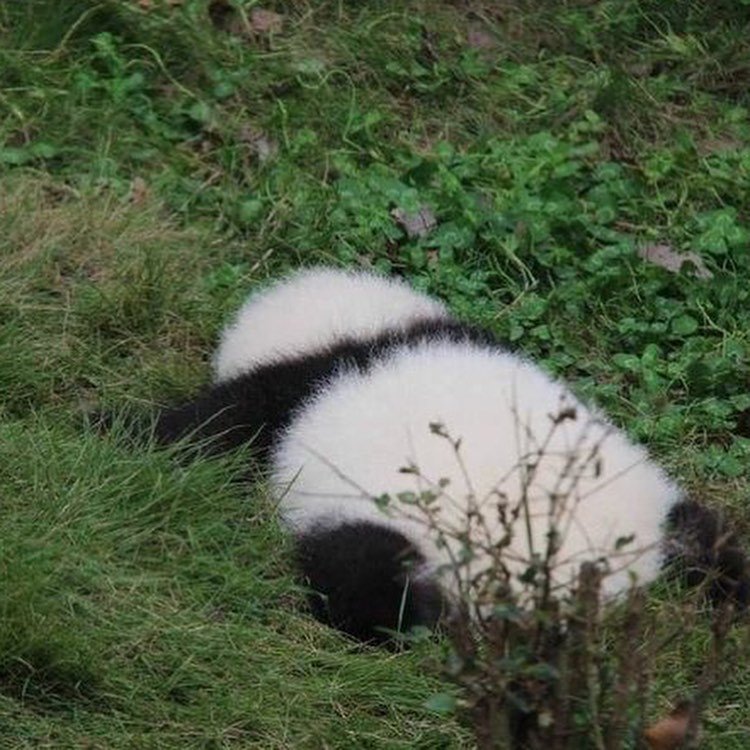 头像 熊猫 可爱