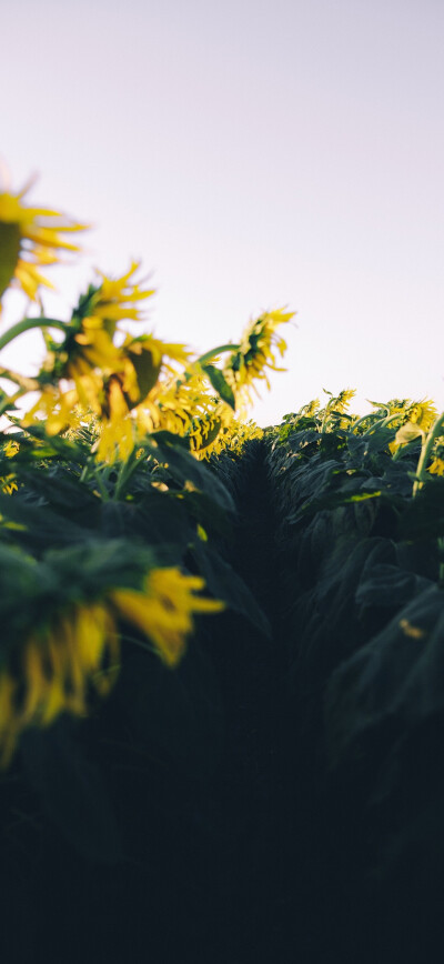 花朵壁纸
图源网络 侵删