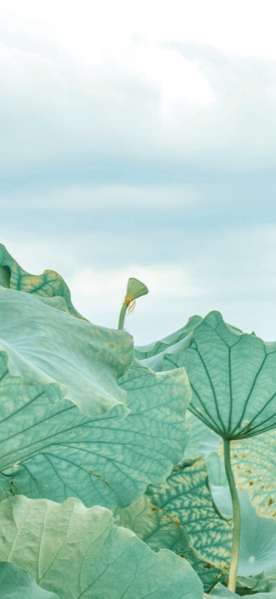 花朵壁纸
图源网络 侵删