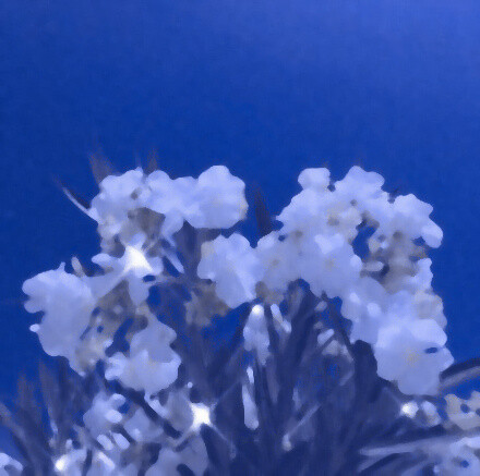 
“如果今年的花枯萎了 那我们的故事应该也会换新吧”。
滤镜宋一园