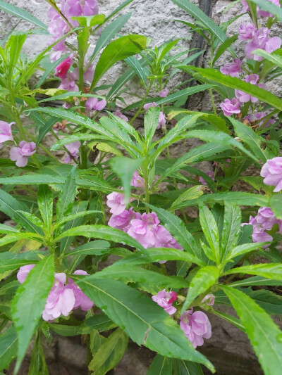 昨天晚上又下大雨了。雷雨啊！