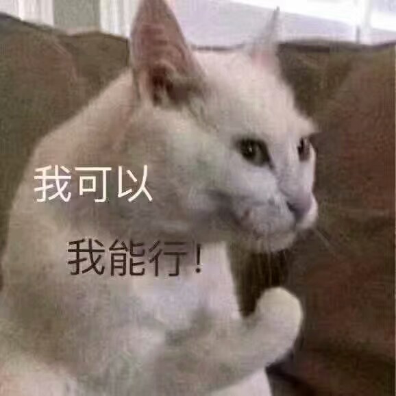 猫咪小表情