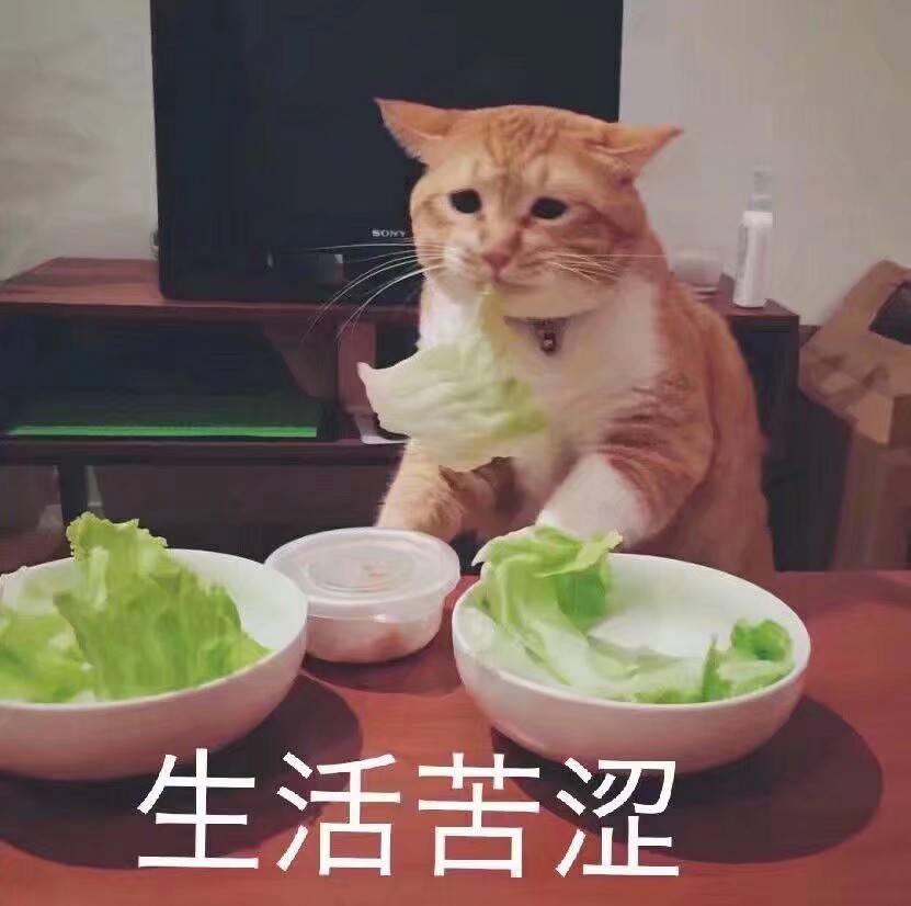 猫咪小表情