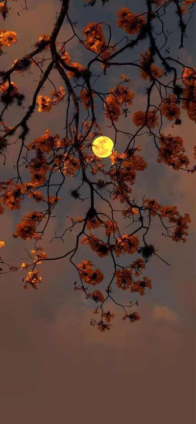 夜晚#壁纸# 锁屏# 背景#言疏#