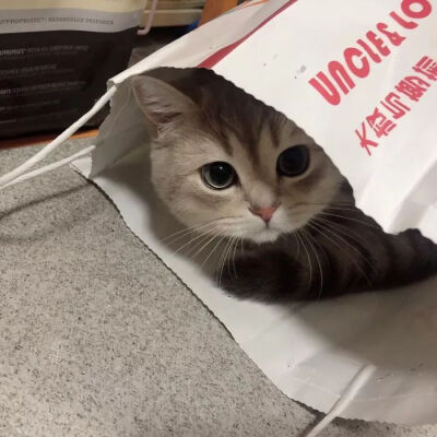 猫猫狗狗情头