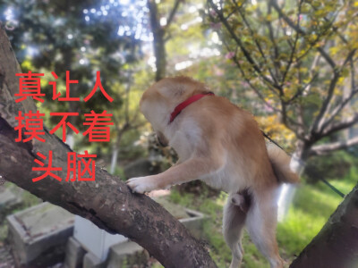 kkkoko菌の世界✓※家里柴犬的表情包哈哈哈