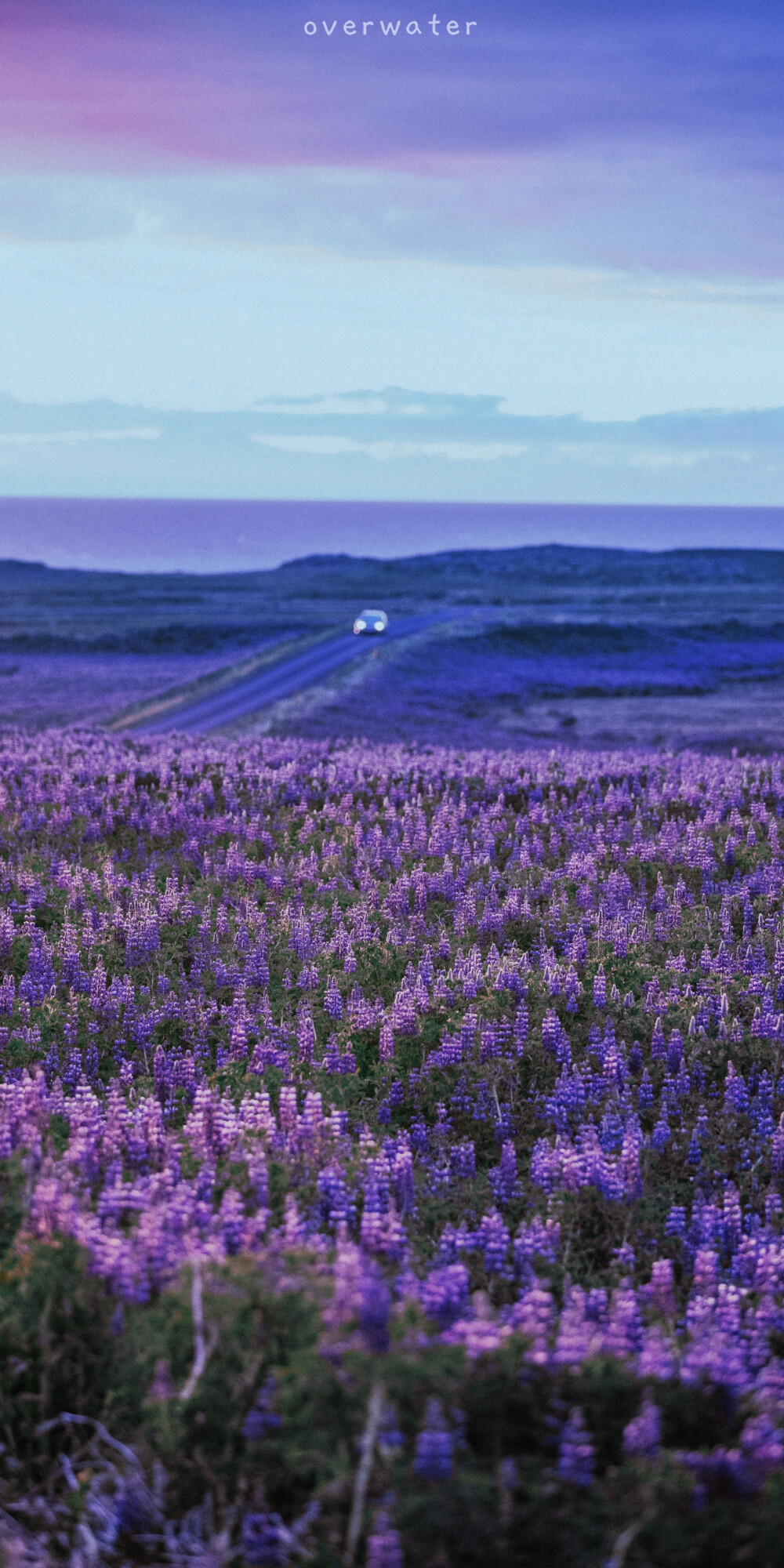 overwater 樱花 背景