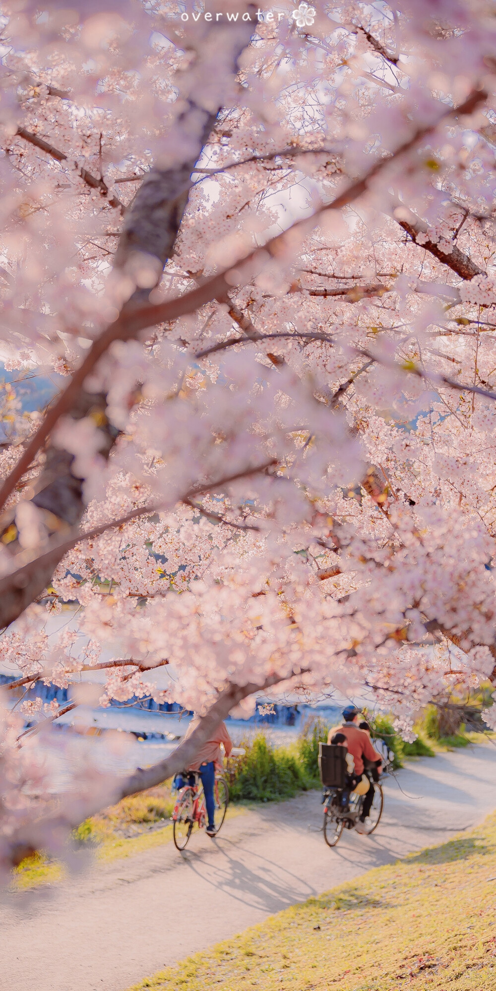 overwater 樱花 背景