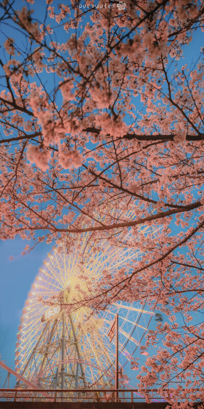 overwater 樱花 背景