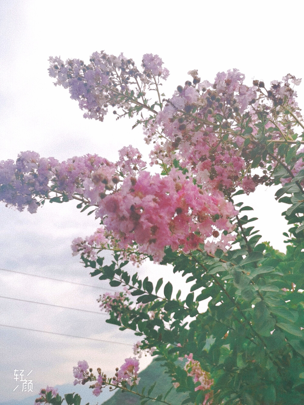 随拍的小花花