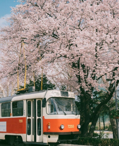 樱花系列背景图2❤️❤️❤️