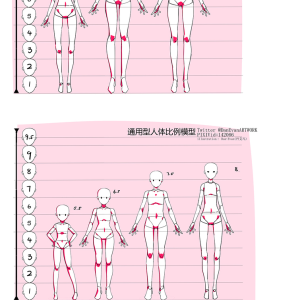 人体半身模型图解名称图片