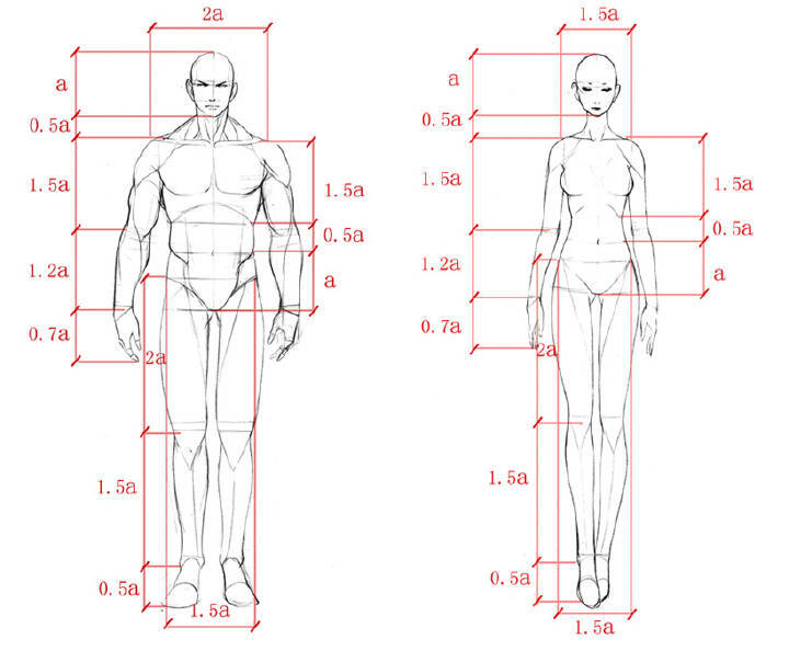 人体比例 绘画素材