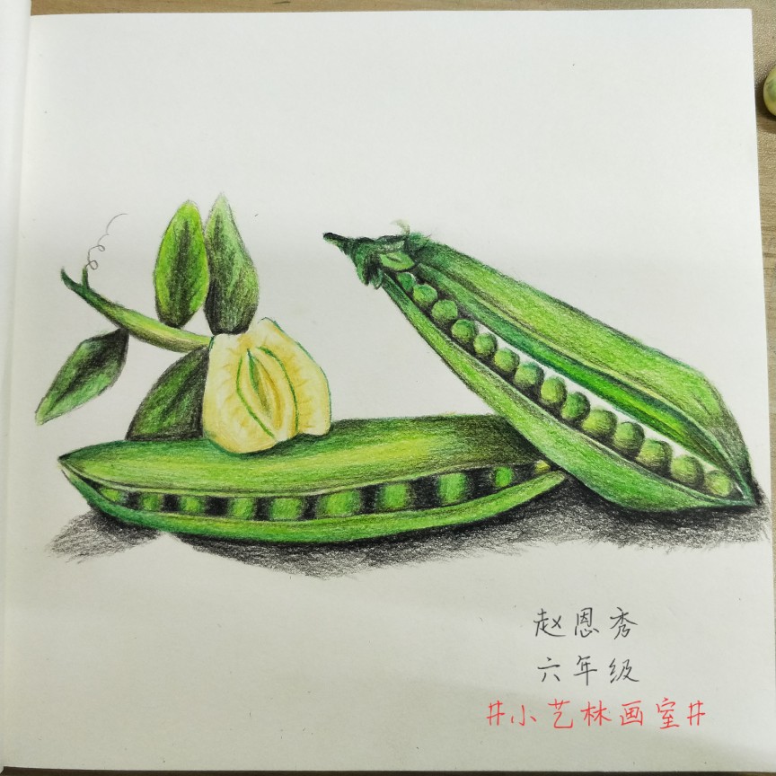 彩铅画，静物水果蔬菜