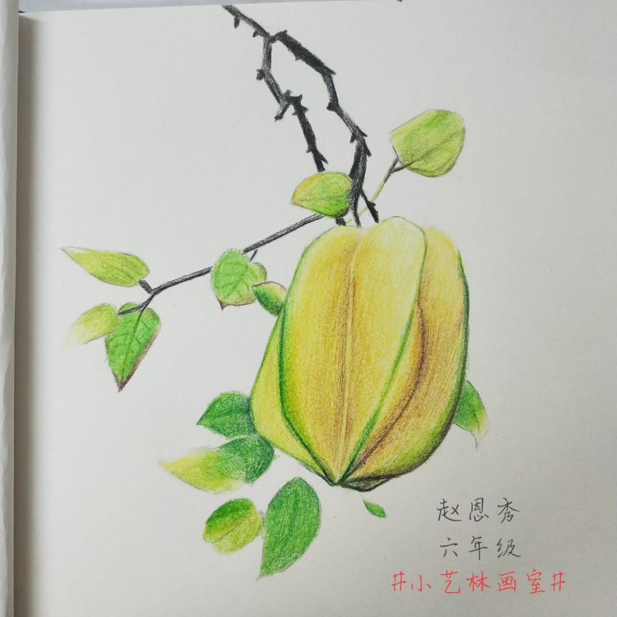 彩铅画，静物水果蔬菜