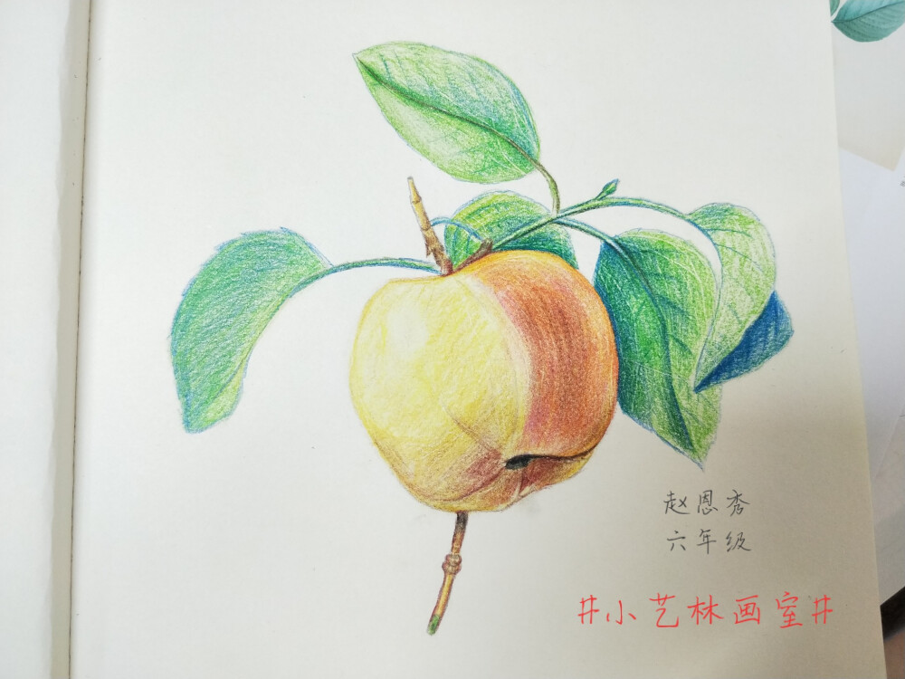 彩铅画，静物水果蔬菜