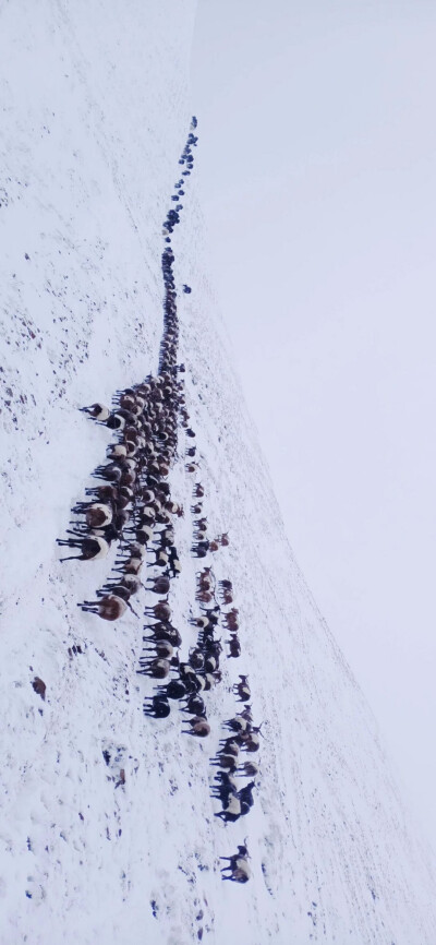 看看雪山