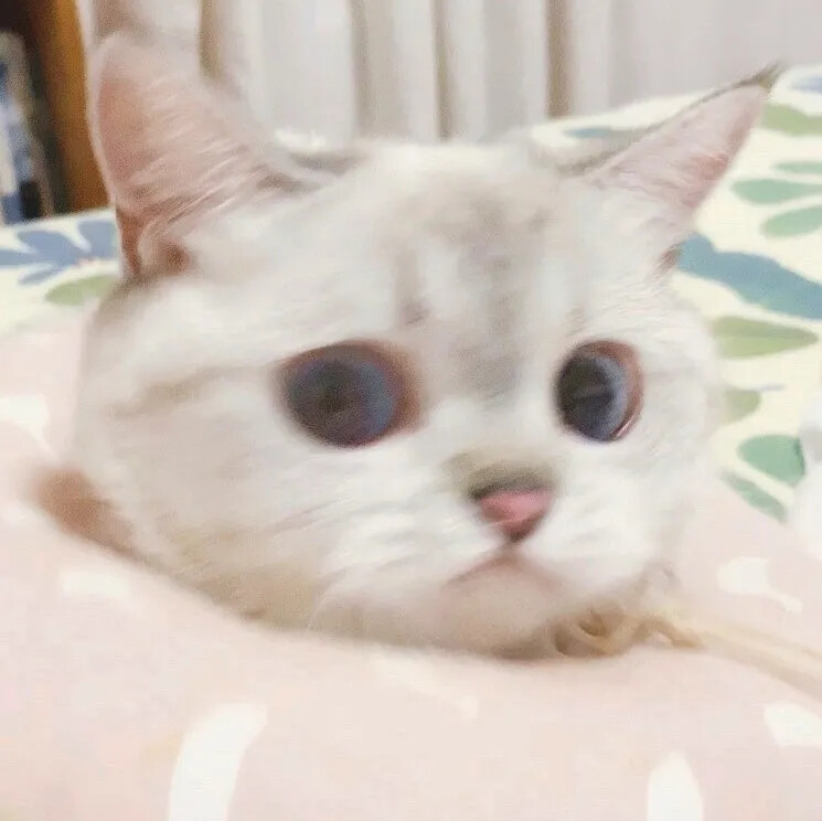 猫咪头像