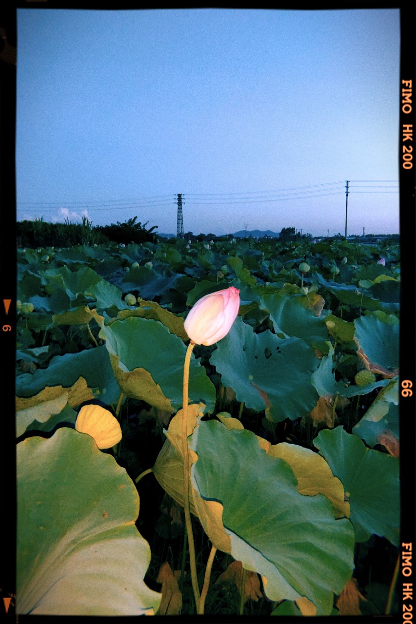 荷遇晚霞