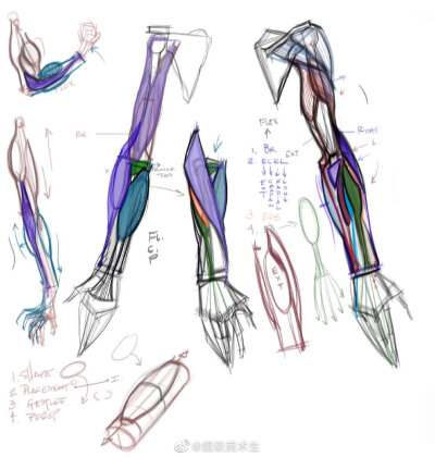 手和手臂的肌肉画法与表现
