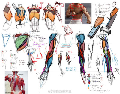手和手臂的肌肉画法与表现
