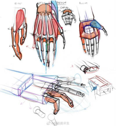 手和手臂的肌肉画法与表现