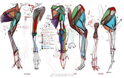 手和手臂的肌肉画法与表现