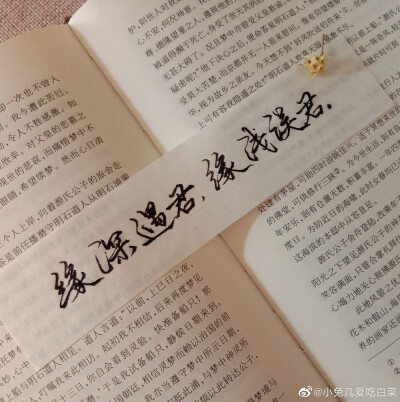 二哈和他的白猫师尊