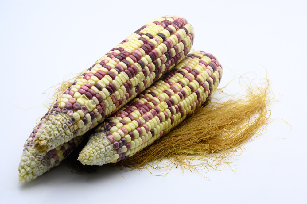 玉米 白色背景 玉米须 包谷 苞米 棒子 粟米 粮食作物 种植 粮食 粗粮