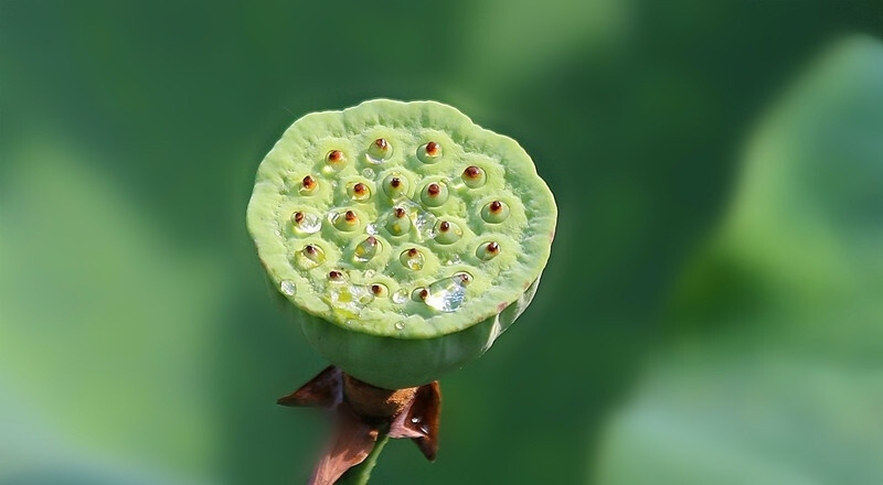 莲心沐阳