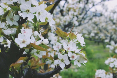 樱花