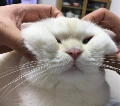 一只胖猫