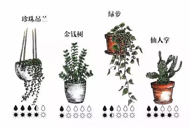 珍珠吊兰
金钱树
绿萝
仙人掌
橡皮树
玉树
天堂鸟
虎皮兰
琴叶榕
龟背竹
