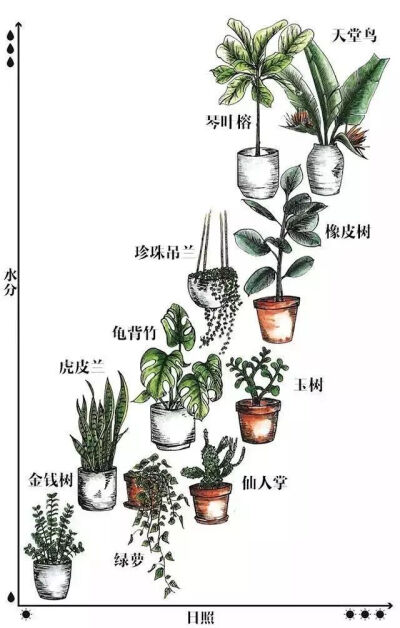 珍珠吊兰
金钱树
绿萝
仙人掌
橡皮树
玉树
天堂鸟
虎皮兰
琴叶榕
龟背竹
