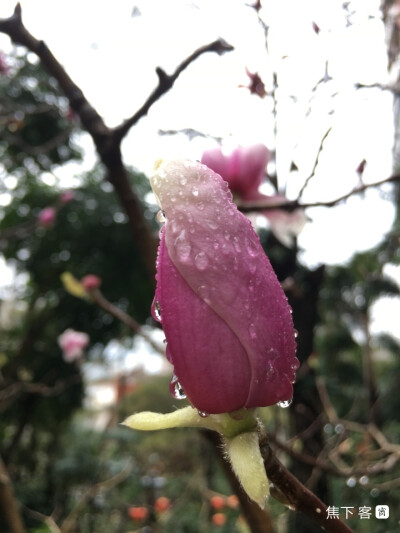 木末芙蓉花，山中发红萼。
涧户寂无人，纷纷开且落。