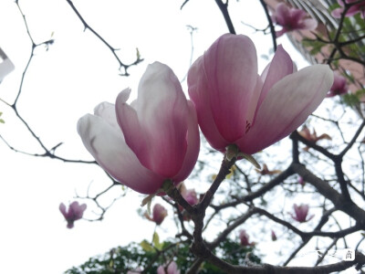 木末芙蓉花，山中发红萼。
涧户寂无人，纷纷开且落。