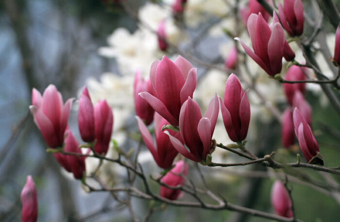 木末芙蓉花，山中发红萼。
涧户寂无人，纷纷开且落。