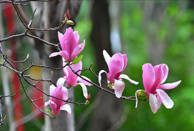 木末芙蓉花，山中发红萼。
涧户寂无人，纷纷开且落。