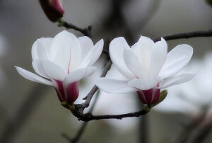 木末芙蓉花，山中发红萼。

涧户寂无人，纷纷开且落。