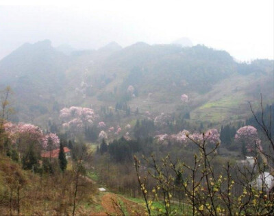 木末芙蓉花，山中发红萼。
涧户寂无人，纷纷开且落。