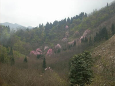 木末芙蓉花，山中发红萼。
涧户寂无人，纷纷开且落。