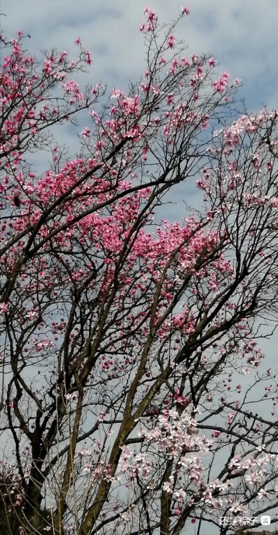 木末芙蓉花，山中发红萼。
涧户寂无人，纷纷开且落。