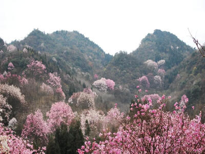 木末芙蓉花，山中发红萼。
涧户寂无人，纷纷开且落。